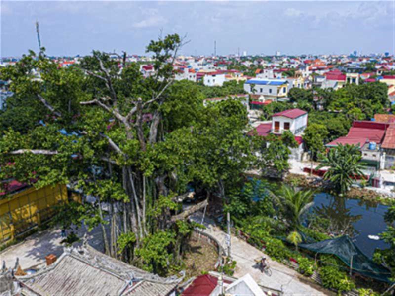 CÂY ĐA DI SẢN ĐỀN VÂN PHƯƠNG - DẤU ẤN VĂN HÓA, LỊCH SỬ CỦA PHỐ HIẾN