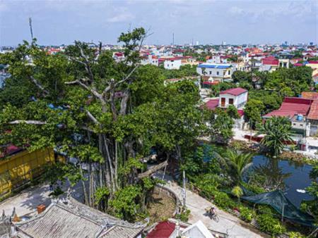 CÂY ĐA DI SẢN ĐỀN VÂN PHƯƠNG - DẤU ẤN VĂN HÓA, LỊCH SỬ CỦA PHỐ HIẾN