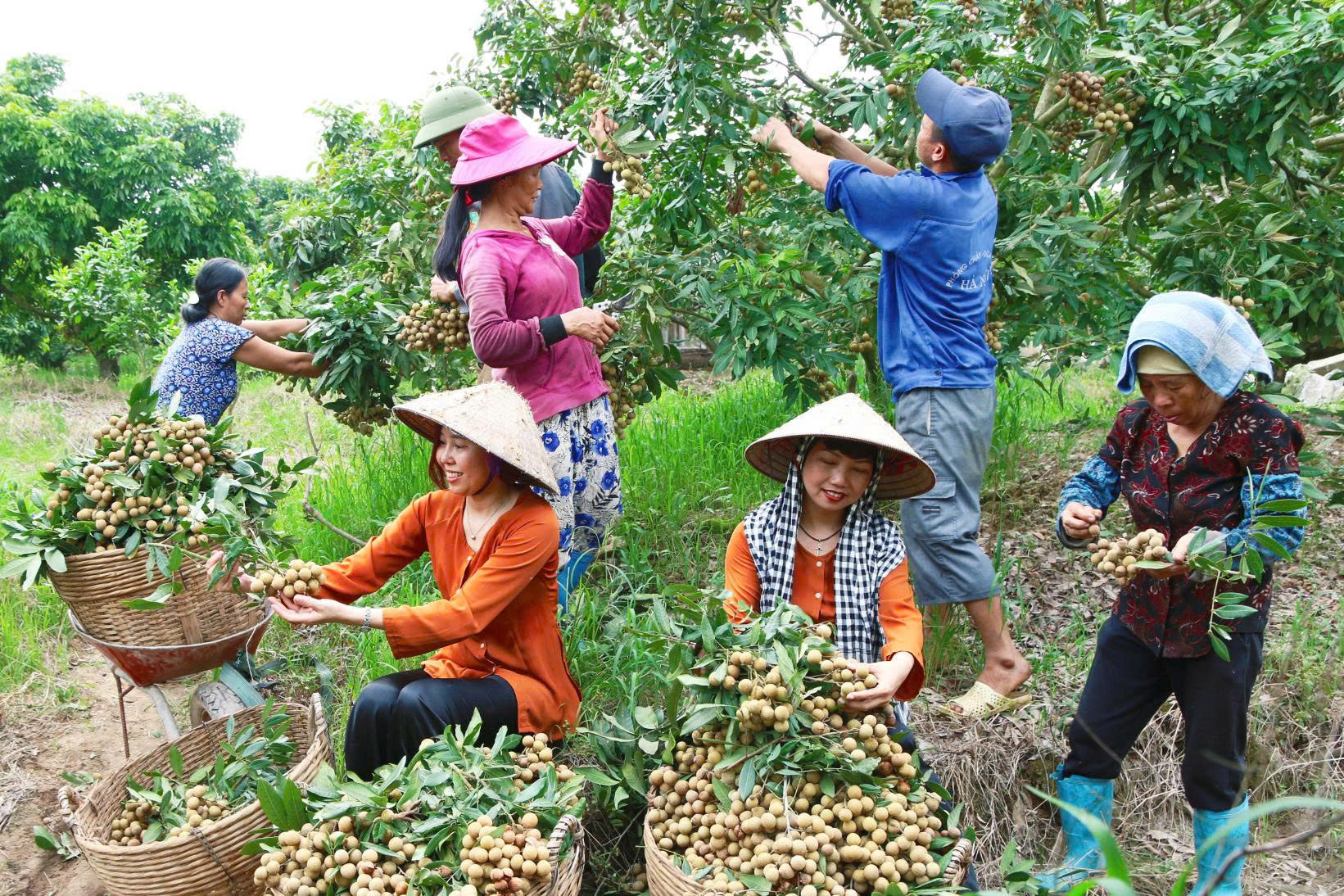 NHÃN LỒNG HƯNG YÊN TỪ GÓC NHÌN KINH TẾ HỌC DI SẢN: TIẾP CẬN LIÊN NGÀNH DI SẢN HỌC, CÔNG ƯỚC 2003 CỦA UNESCO VÀ LUẬT DI SẢN VĂN HÓA 2024, HƯỚNG TỚI PHÁT TRIỂN BỀN VỮNG VÀ SINH KẾ CỘNG ĐỒNG