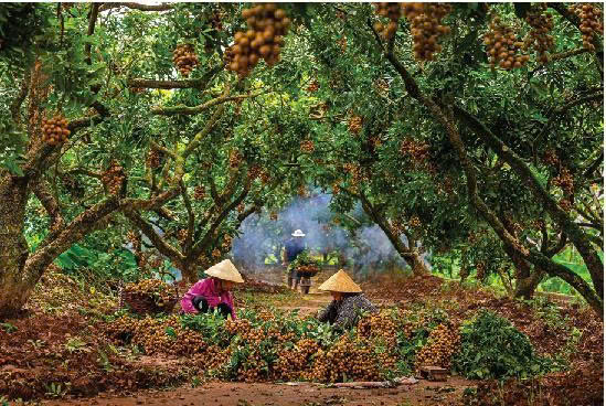 NHÃN HƯNG YÊN  NHÌN TỪ GÓC ĐỘ DI SẢN VÀ THƯƠNG HIỆU