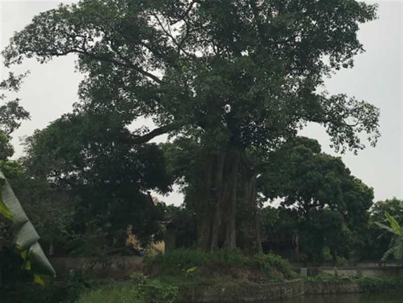 Cây đa chùa - đền Thọ Quang, xã Thọ Vinh