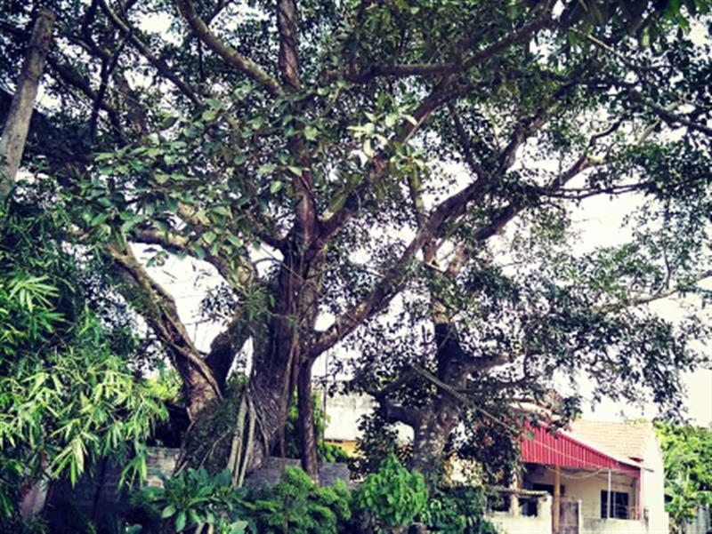 Cây đa phủ Làn Vàng, xã Đa Lộc