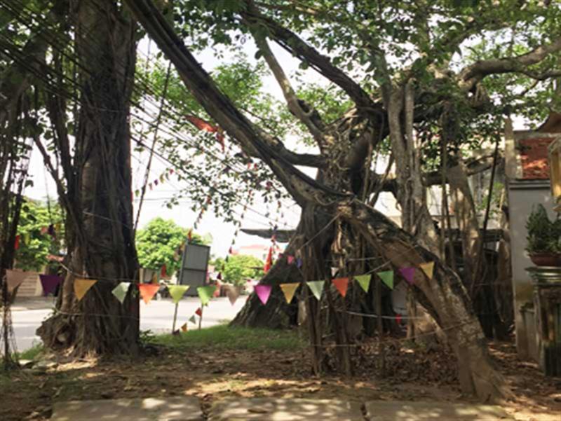 Cây đa năm chân (Làng Phương Thông)