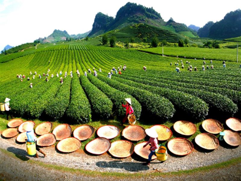 Tuyên truyền và tham gia bình chọn Giải thưởng du lịch đối với Khu du lịch quốc gia Mộc Châu