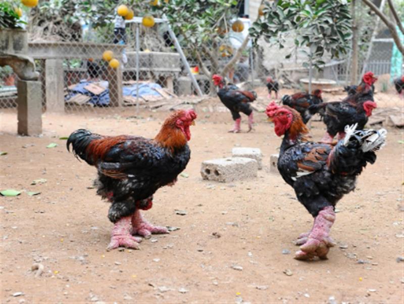 Tri thức dân gian nuôi và chế biến gà Đông Tảo, xã Đông Tảo, huyện Khoái Châu, tỉnh Hưng Yên được ghi danh vào Danh mục  Di sản Văn hóa phi vật thể Quốc gia