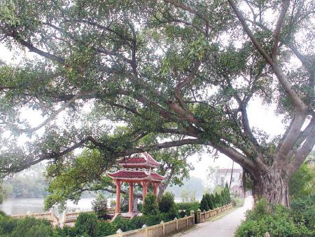 Cây Đa Sài Thị