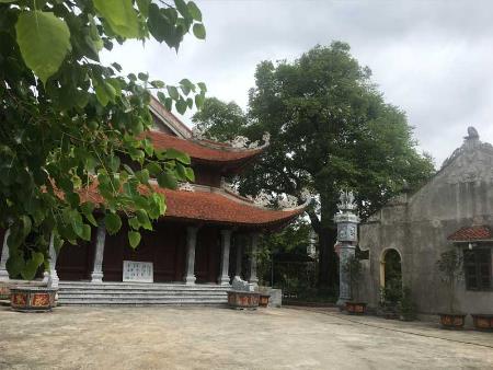 Cây Thị chùa Ngải Dương, xã Đình Dù