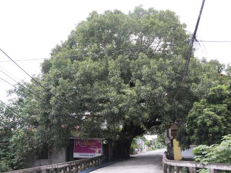 Hai cây Đề thôn Lê Cao, xã Nghĩa Trụ