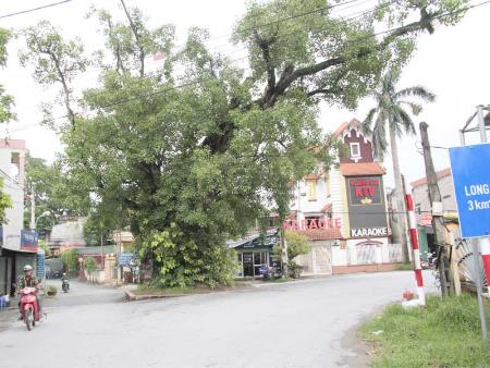 Hai cây Đề thợ Giác, thị trấn Văn Giang